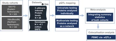 Integration of Candida albicans-induced single-cell gene expression data and secretory protein concentrations reveal genetic regulators of inflammation